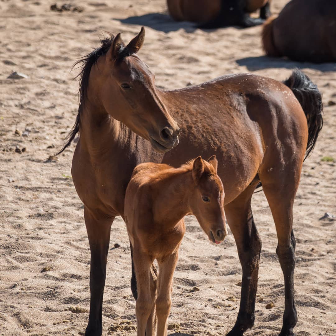 Namib Desert Horse